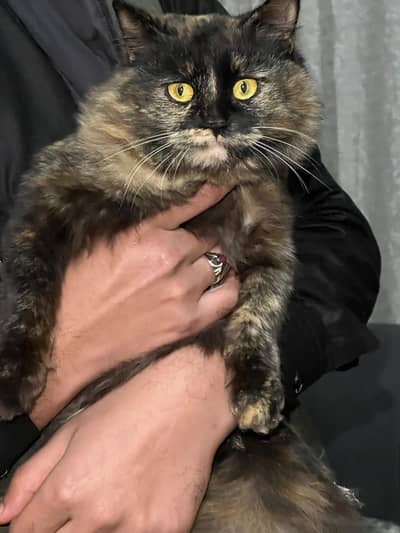 Persian black and brown cat