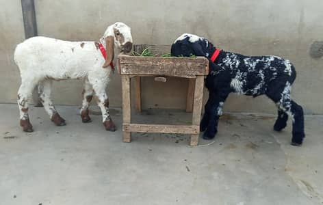 quality larkana kids