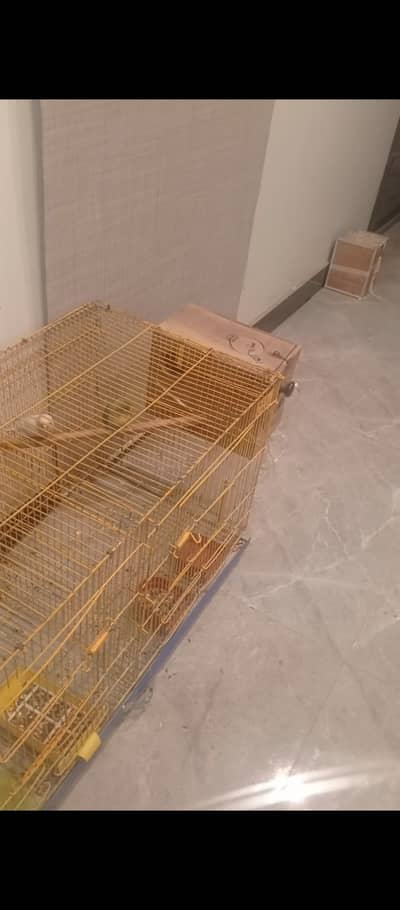 Love birds n cage