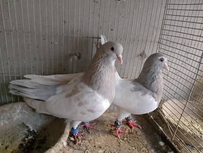 khal - sherazi - jogiya - Desi for sale