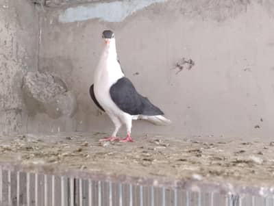 khal - sherazi - jogiya - Desi for sale