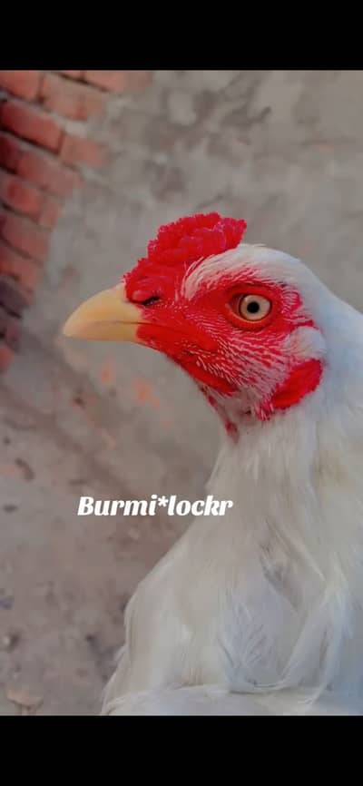 Aseel murga for sale