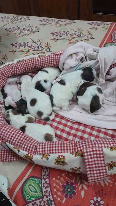 shih tzu puppies