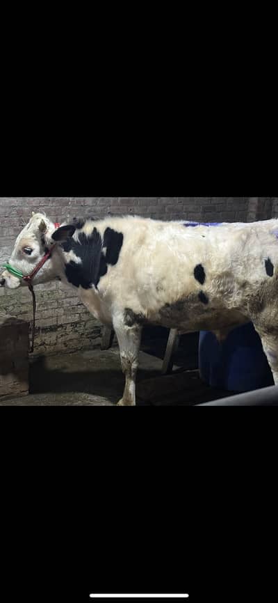 American breeder bull for sale