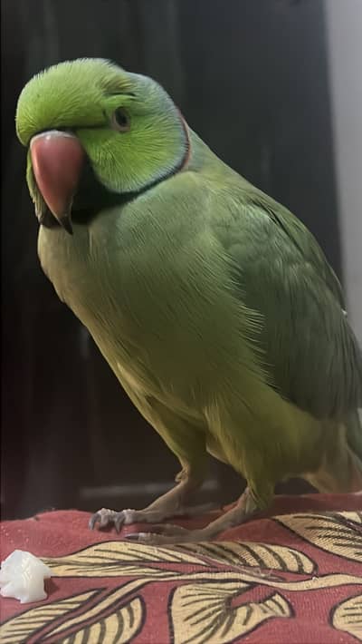 Ringneck green parrot urgent sell