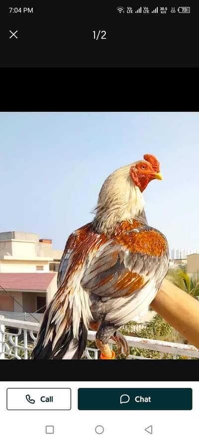 miawaliy hy mazbot jold mi hy wshp number 03441644280