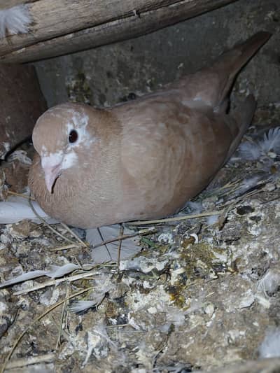 golay or rampuri ke pthay hai