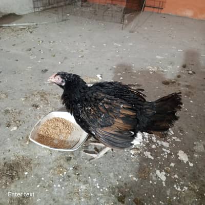 Kurack aseel murghi mianwali