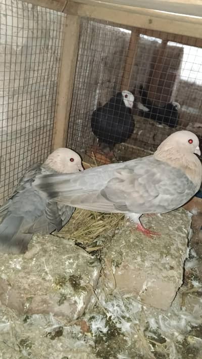 chanan cho  03114395785