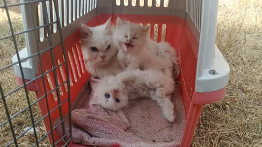 cat Male baby white color