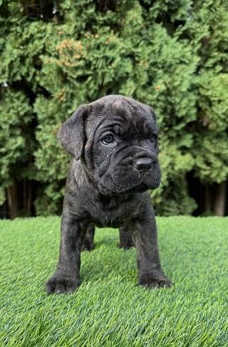 cane Corso healthy and active puppies available