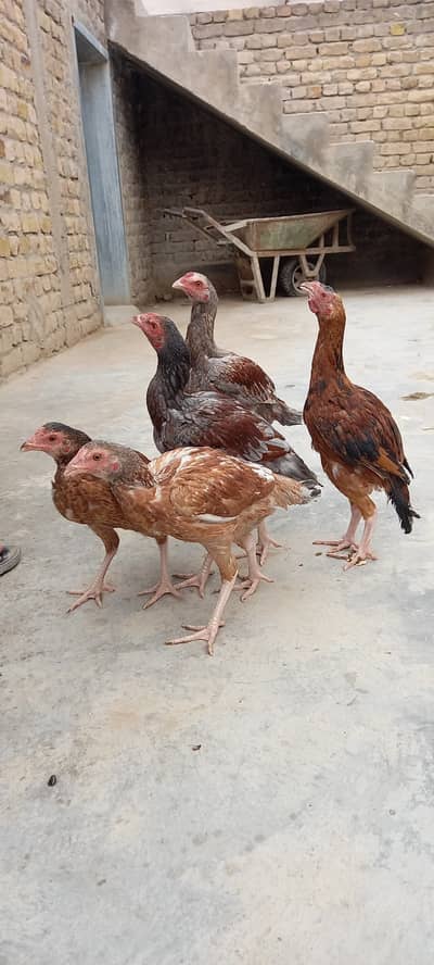 6 Miawali Aseel Pathe