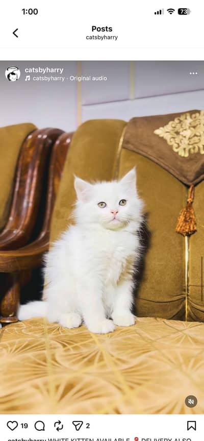 Pure Persian Kittens for S
