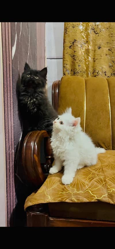 Pure Persian Kittens for S