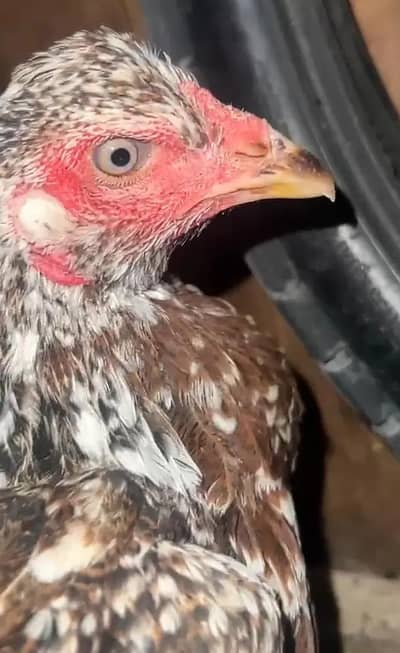 beautiful aseel Pair