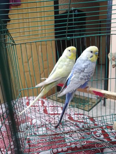 rainbow buggies pair looking for new shelter