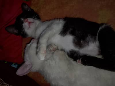 Pair of persion kitten for paid adoption contact me 03214656914