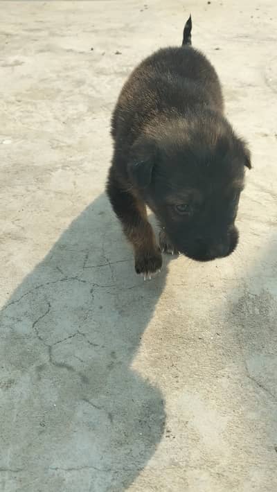 Pure German shepherd puppy for sale