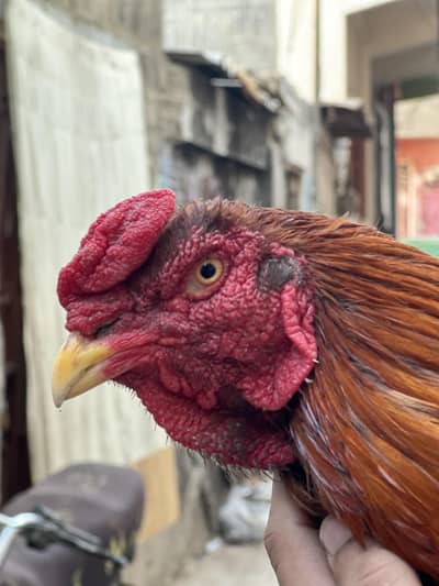 Beautiful Aseel Pair