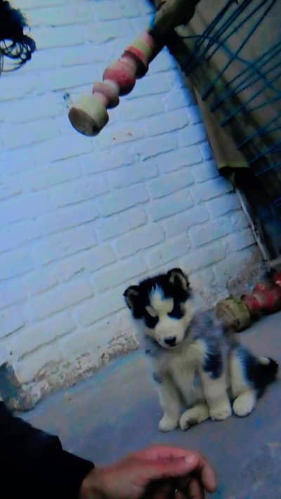 Siberian Husky 03038578036
