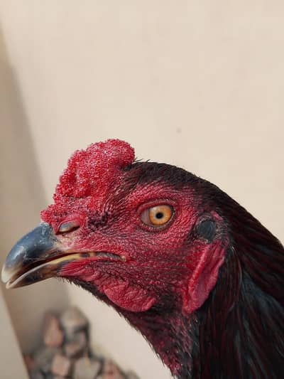 pour Thai aseel murga 03224186572