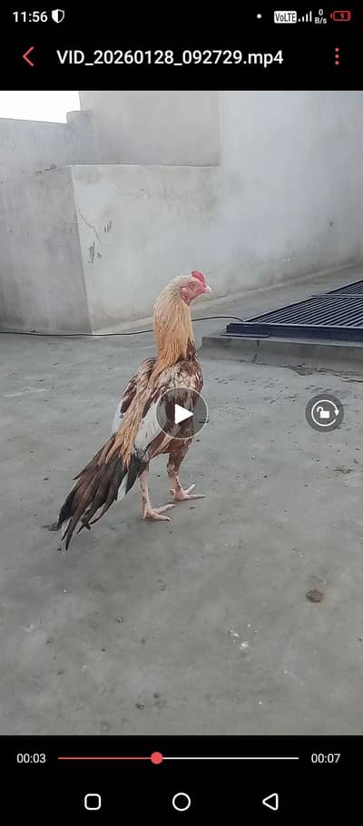 pure mian wali zero size long tail sarya dum wite eyes