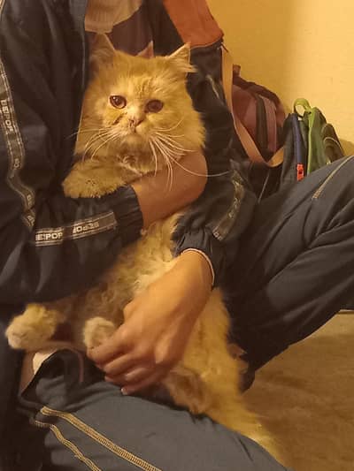 nice cat and so sweet