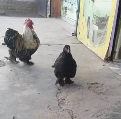 bantam pair bentum breedar pair. bantom male female