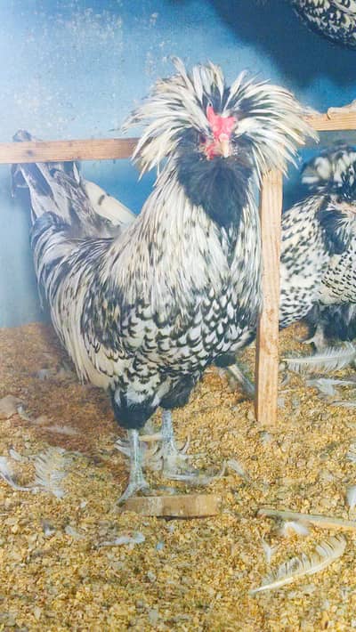 FANCY CHICKEN EGGS & CHICKS AVAILABLE. . .