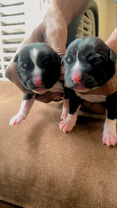 Pitbull puppies