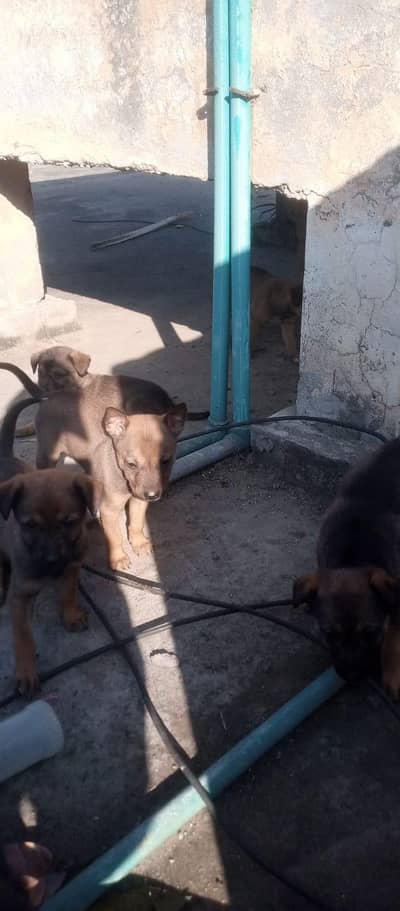 alsation bhugyari dog