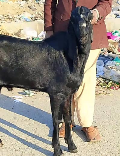 Bakra