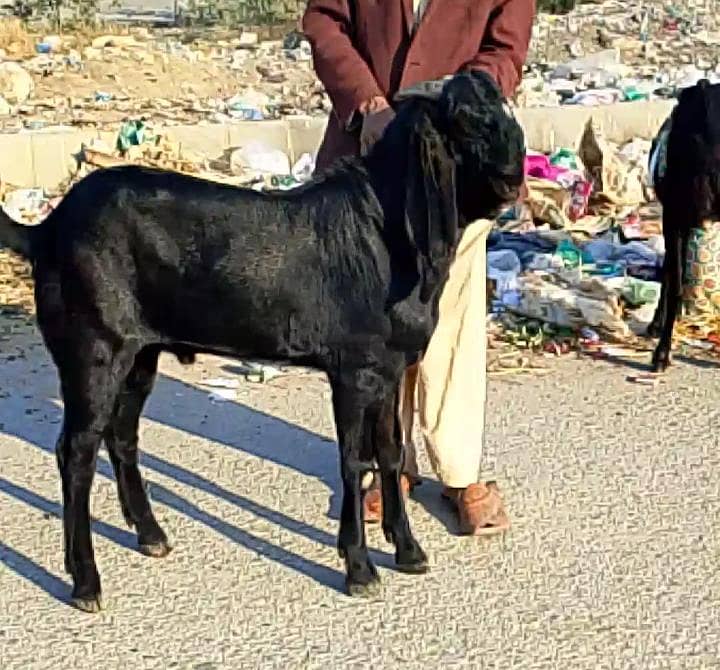 Bakra 2