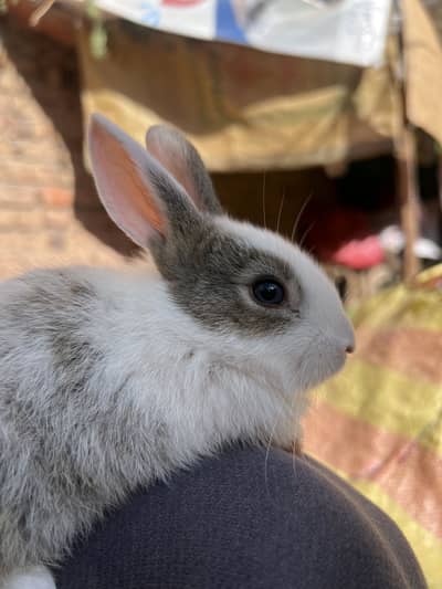 Rabbits for sale
