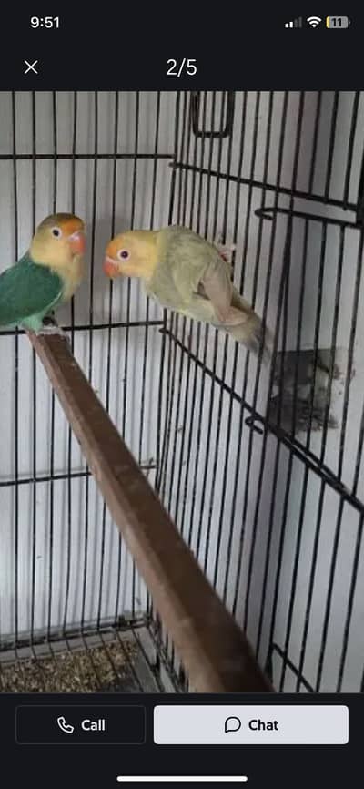 Lovebird / Mutation bird lovebird / palefallow and split palefallow /