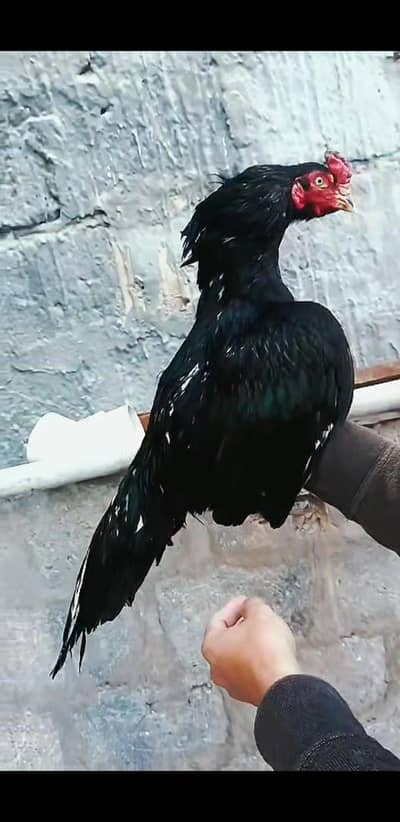 Lasani zero size 03100024337