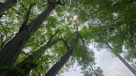 5 MARLA POSSESSION PLOT FOR SALE NEAR BY PINE AVENUE AND RING ROAD LAHORE