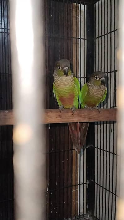 Green cheeck canoure Breeder pair