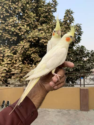 Cocktail handtame Red eyes