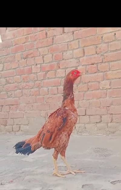 pure aseel hen 2 times bachy nikaly hain