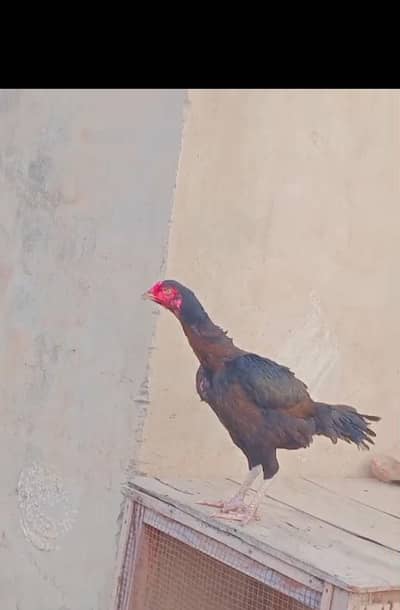 pure aseel hen 2times bachy nikaly hain