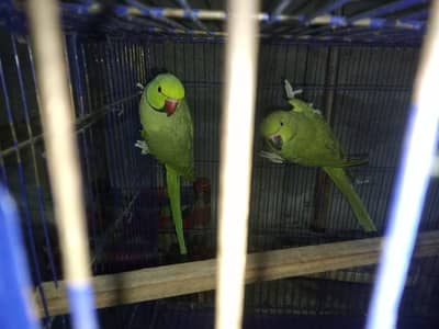 ringnick pair bareder