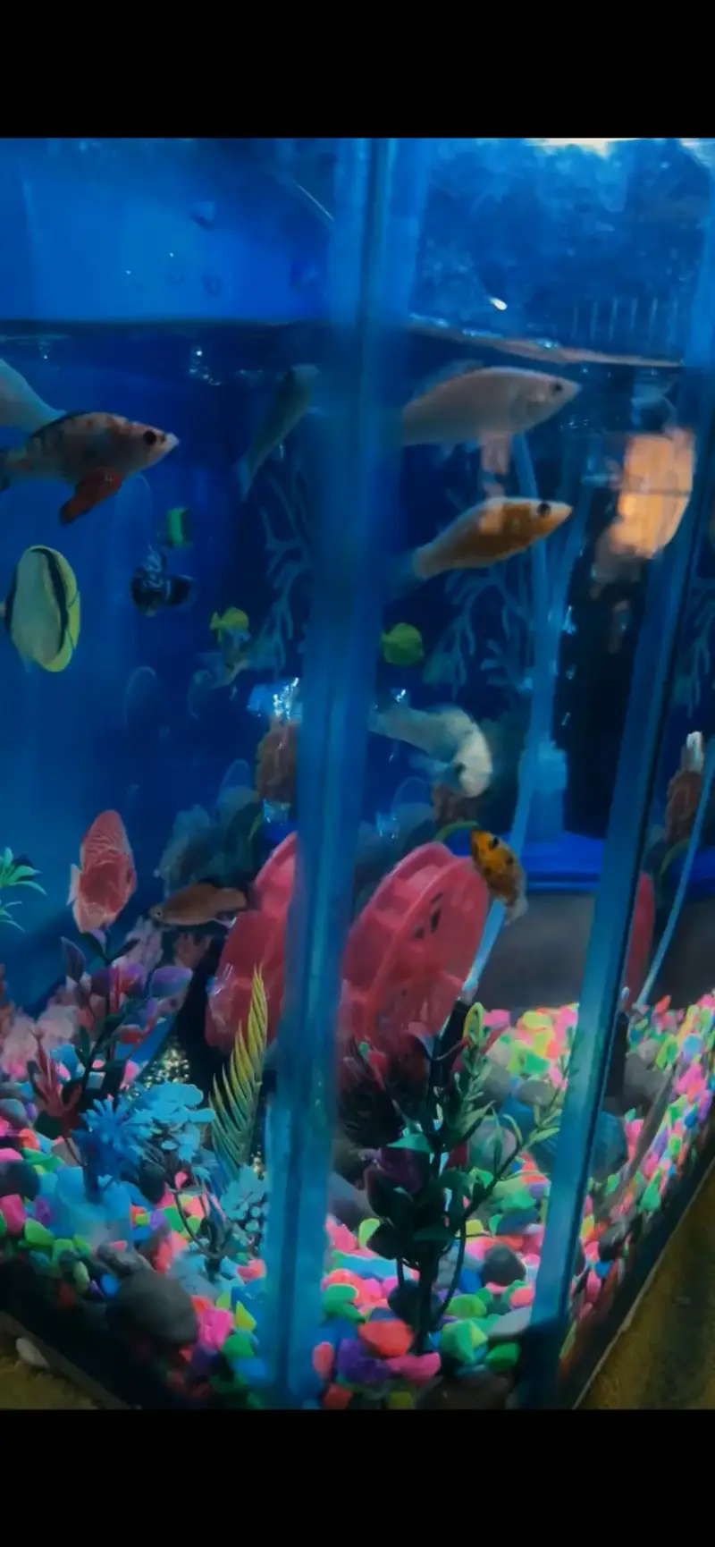 aquarium — photo 2