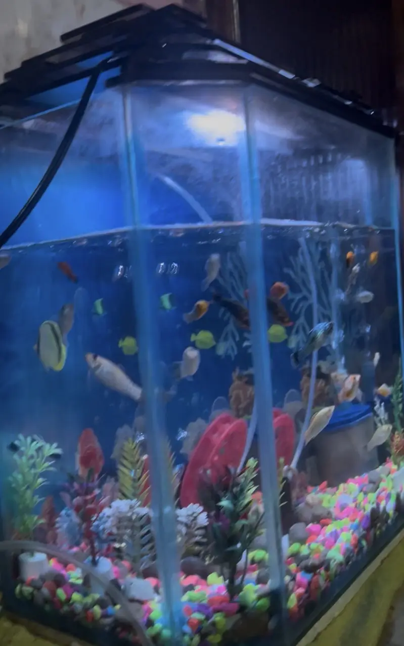 aquarium — photo 3