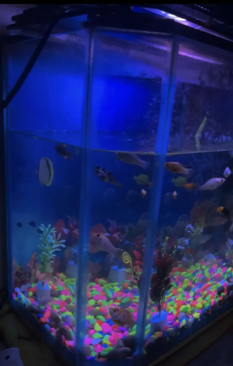aquarium — photo 5