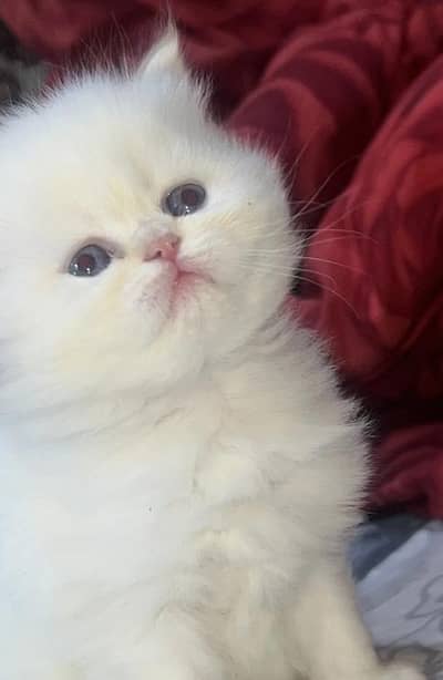 2 kitten tripple coat punch face