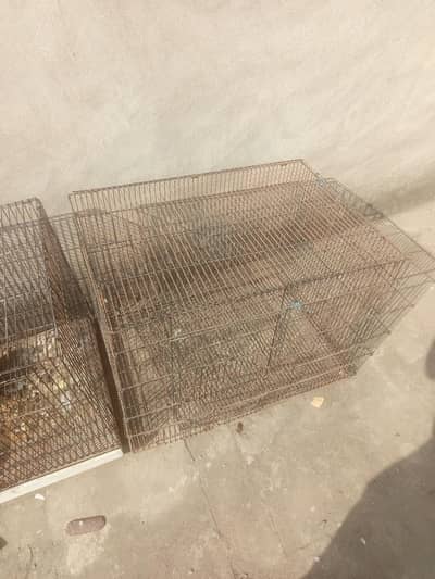 birds cage