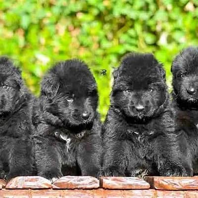 Pedigree long coated black German shepherd puppies available for sale