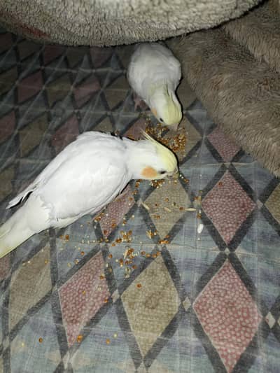 full active Comman white Cocktail Pair