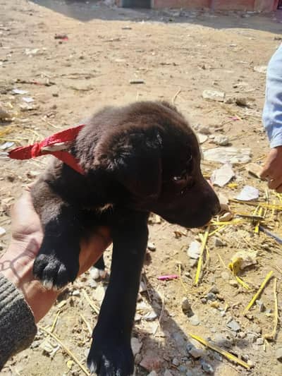 کراس لائبری کا ماں اس کی ڈگ ہے   نسل لیبرا۔